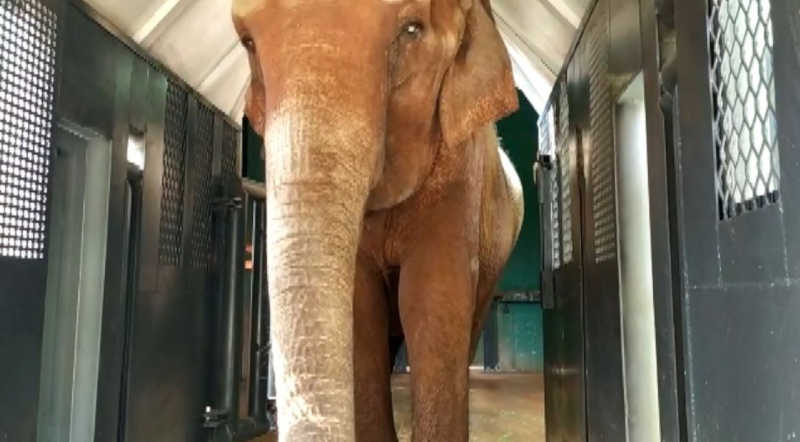 Após 3 dias de adaptação, elefanta Bambi entra em caixa especial e viaja de Ribeirão Preto, SP, ao MT