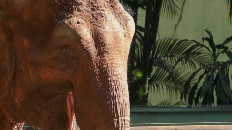 Elefanta Bambi começa adaptação para transferência do zoo de Ribeirão Preto, SP