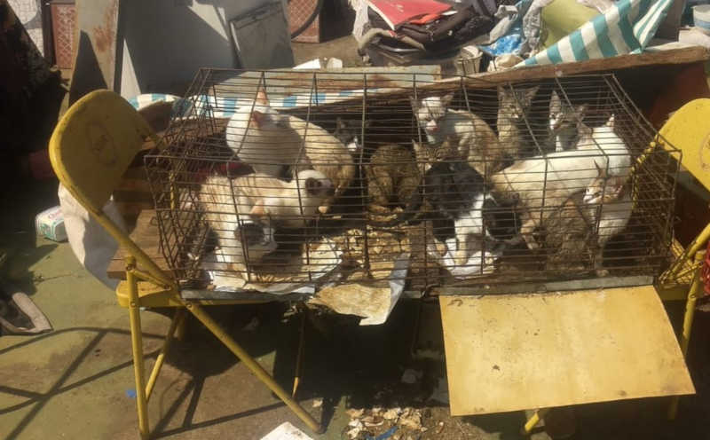 Polícia Ambiental resgata 12 gatos em São João da Boa Vista (SP) e aplica multa de R$ 36 mil por maus-tratos
