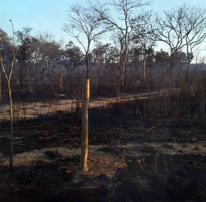 Incêndio queima vegetação e deixa 23 animais carbonizados no Tocantins