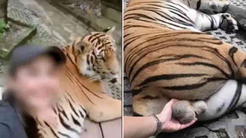 Turista segura testículos de tigre dopado em zoo e gera revolta nas redes sociais