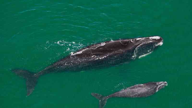 Baleias ameaçadas estão assustadoramente magras e preocupam estudiosos