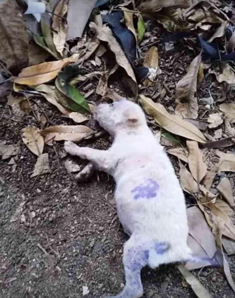 Após ficar doente, cãozinho é abandonado para morrer
