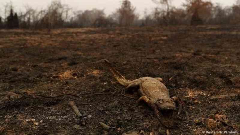 Projeto bichos do Pantanal lança Ação Bicho Vivo para salvar animais vítimas dos incêndios