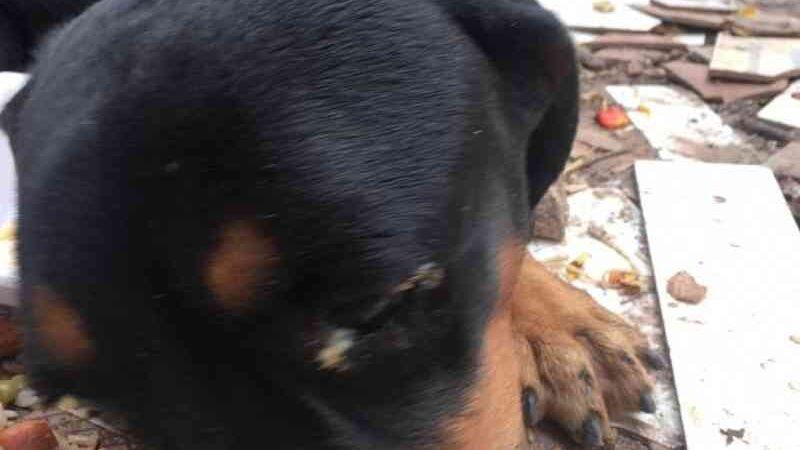 Morre cachorro encontrado em situação de maus-tratos em Maceió, AL