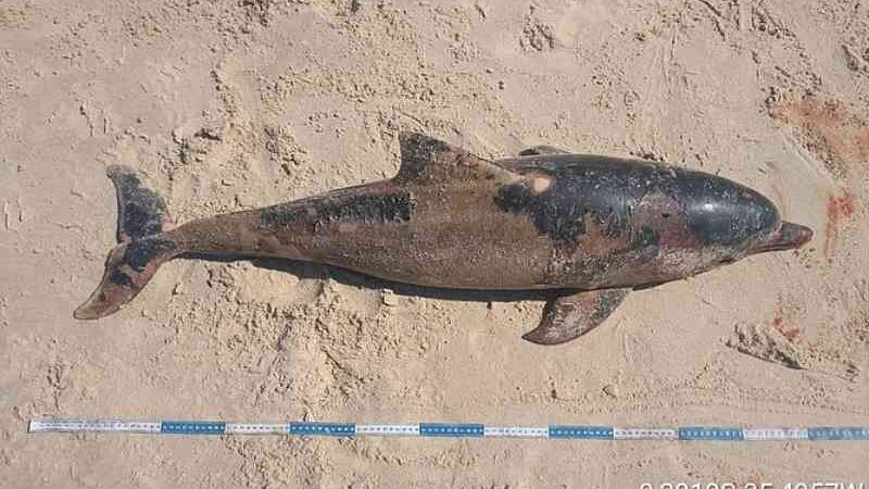 Golfinhos são encontrados mortos no litoral norte de Alagoas