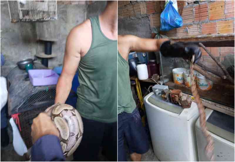 Homem é detido com jabutis e jiboias na zona Leste de Manaus, AM