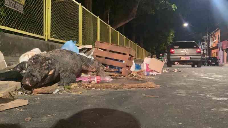 Jacaré é encontrado morto em meio a lixo e com marcas de agressão em Manaus