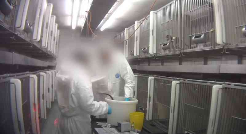 Laboratório alemão fechado após divulgação de imagens de maus-tratos a animais pode reabrir