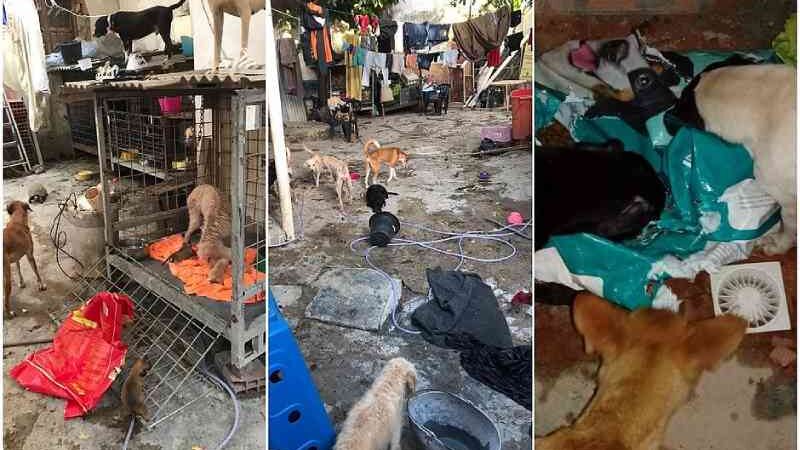 Falsa veterinária é presa por manter 120 animais em condições insalubres em Salvador, BA