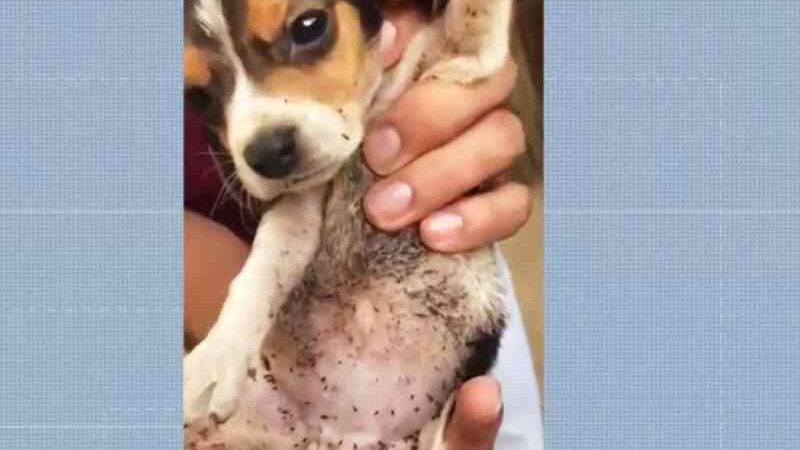 Cães desnutridos são resgatados em imóvel na BA; vídeo mostra filhote com centenas de pulgas