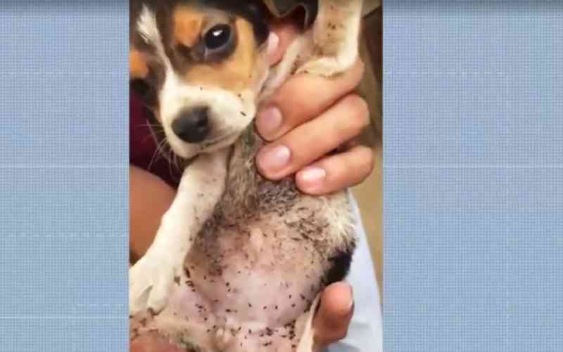 Cães desnutridos são resgatados em imóvel na BA; vídeo mostra filhote com centenas de pulgas