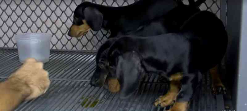 Três dos 14 filhotes de cachorro resgatados em situação de maus-tratos na BA estão desidratados, diz veterinária