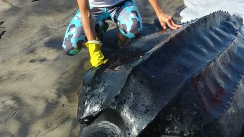 Tartaruga encalha em praia na Bahia e é salva; animal estava sem uma das nadadeiras