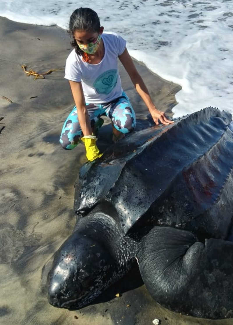 Tartaruga encalha em praia na Bahia e é salva; animal estava sem uma das nadadeiras