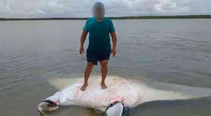 Pescadores capturam raia-manta, maltratam e matam o animal Canavieiras, na BA