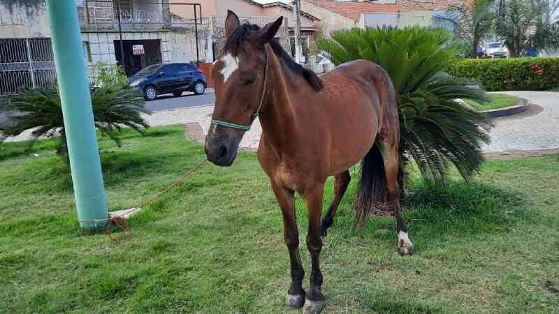 Cavalo é agredido por carroceiro e abandonado amarrado em praça com ferimentos pelo corpo, em Iguatu, CE