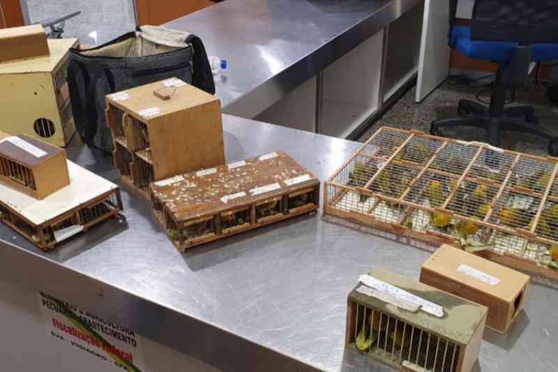 Mais de 100 canários-da-terra são encontrados em bagagem de passageiro no Aeroporto Pinto Martins, em Fortaleza, CE