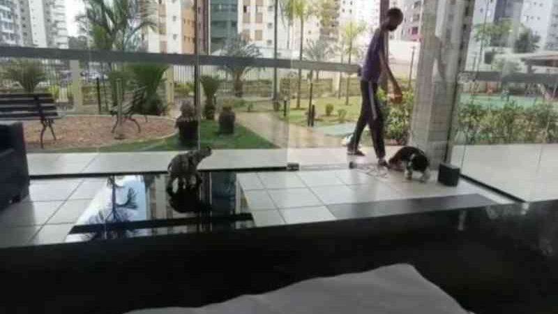 Vídeo. Morador de condomínio maltrata cachorros em Águas Claras, DF