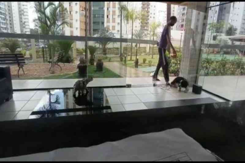 Vídeo. Morador de condomínio maltrata cachorros em Águas Claras, DF