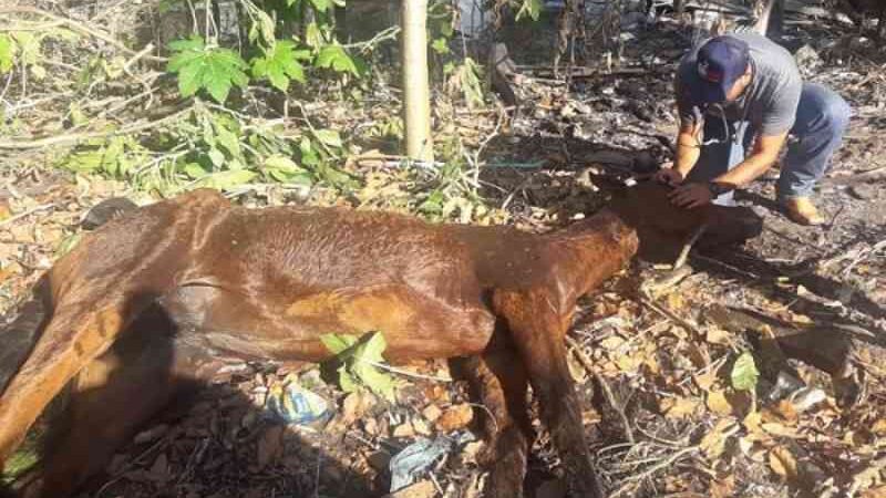 Vítima de maus-tratos, égua morre em Guarapari (ES) e grupo de proteção animal cobra punição