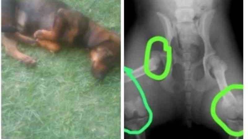Vaquinha online é criada para pagar cirurgia de cadela atropelada em Guarapari, ES