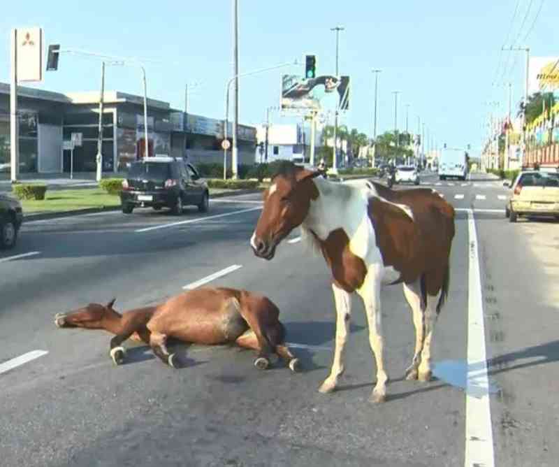 Após cavalo ser atropelado em Vila Velha (ES), animal ‘vela amigo’