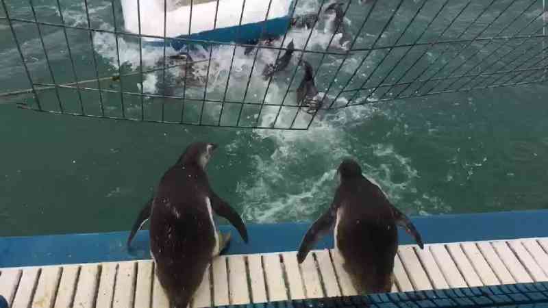 Pinguins reabilitados são devolvidos ao mar no ES