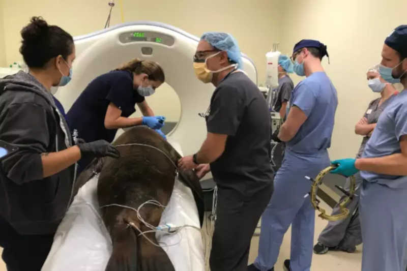 Nova cirurgia do cérebro procura reverter epilepsia em leão-marinho