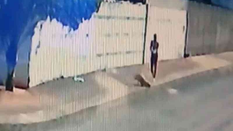 Homem que foi filmado matando a tiros cão em Anápolis é servidor da segurança pública, diz polícia