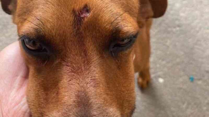Polícia prende suspeito de atirar na cabeça de um cachorro, em Goiânia, GO