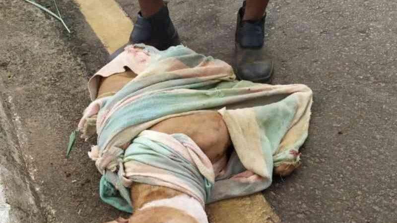 Morre cachorro arrastado por moto em Inhumas, GO; suspeito é solto após audiência