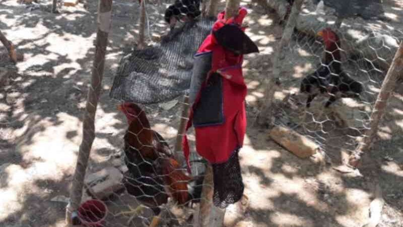 Batalhão Rural da PM acaba com rinha de galo e salva 110 animais em Jussara, GO