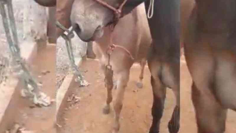 Vídeo mostra dois cavalos em situação de maus-tratos em Piracanjuba, GO