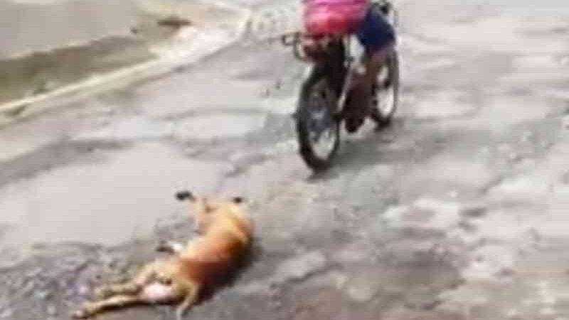 Cachorro morre após ser arrastado amarrado a moto, e suspeito é preso pela PM; vídeo