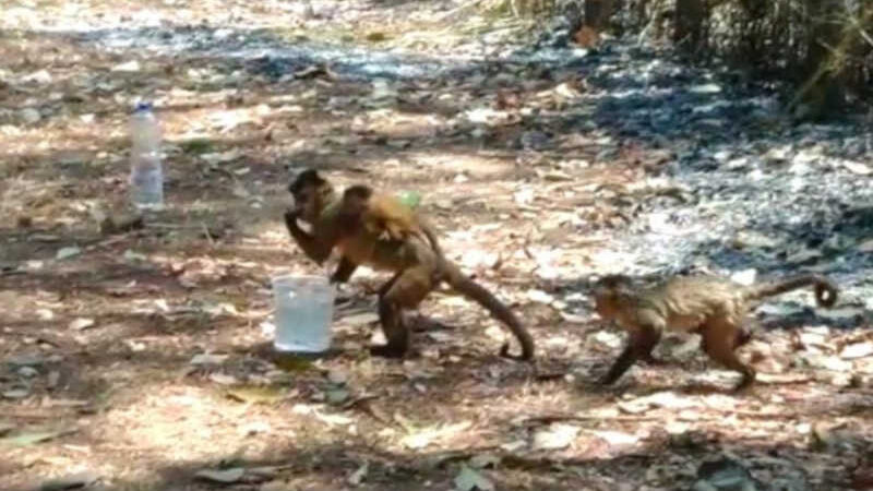 Com filhote nas costas, macaca bebe água deixada por professor após fogo em mata de Goiânia (GO); vídeo