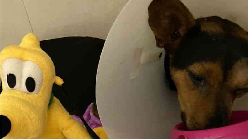 Jovem é preso suspeito de maus-tratos por deixar de socorrer a própria cadela após acidente