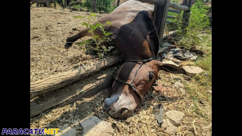 Homem que estuprou e matou uma mula com pedaço de madeira é preso em Paracatu, MG