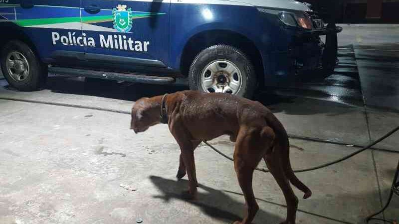PM resgata cachorro que sofria maus-tratos em Paranaíba (MS) e vídeo emociona na internet