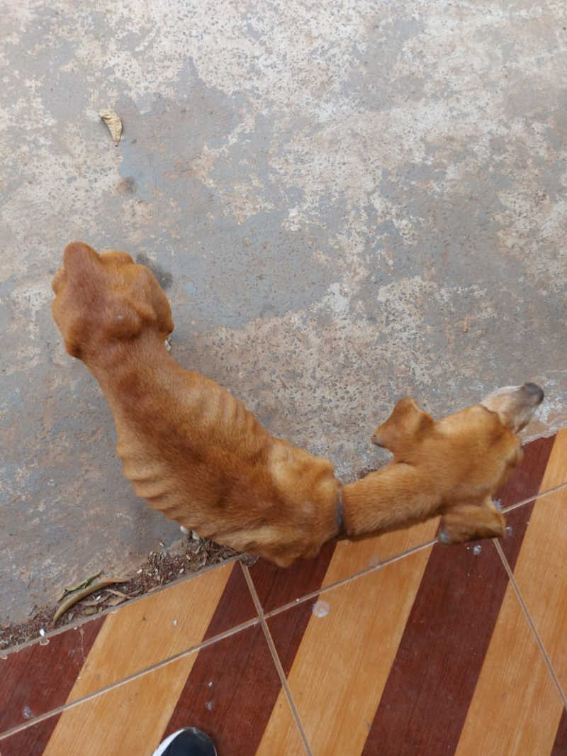 Sem água e comida, cachorros são abandonados por mais de uma semana após dono mudar de estado — Foto: Polícia Civil