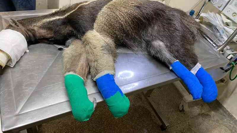Morre tamanduá-bandeira resgatado com queimaduras nas patas