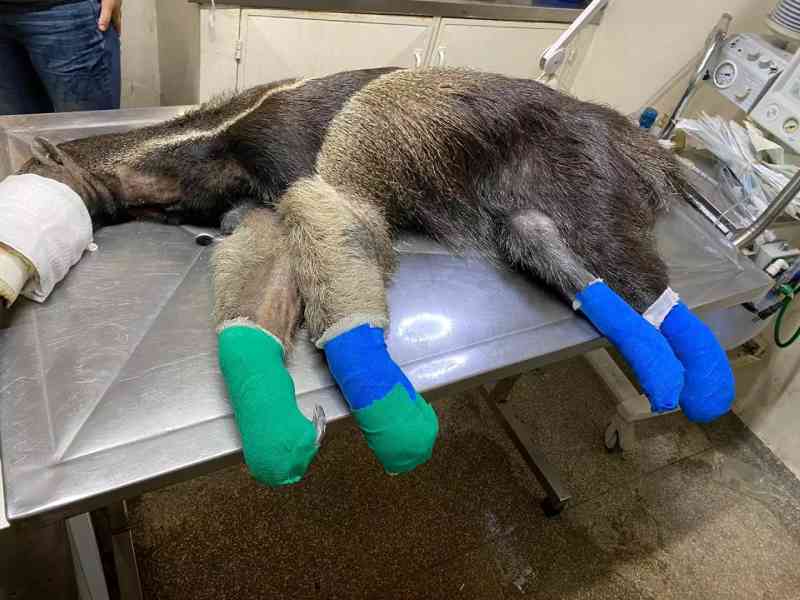 Morre tamanduá-bandeira resgatado com queimaduras nas patas