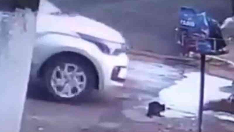 Vídeo: polícia autua condutora que teria atropelado gato propositalmente em MS