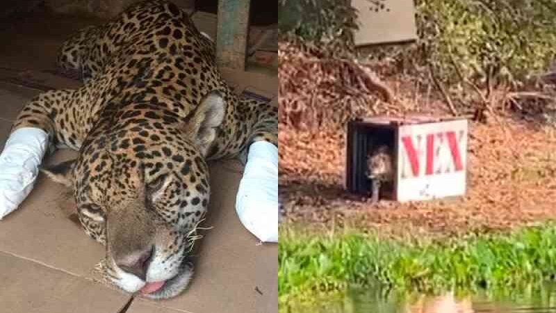 Onça-pintada que se tornou símbolo dos animais queimados no Pantanal é libertada