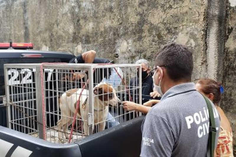 Polícia apreende cachorro com sinais de maus-tratos no bairro do Telégrafo, em Belém