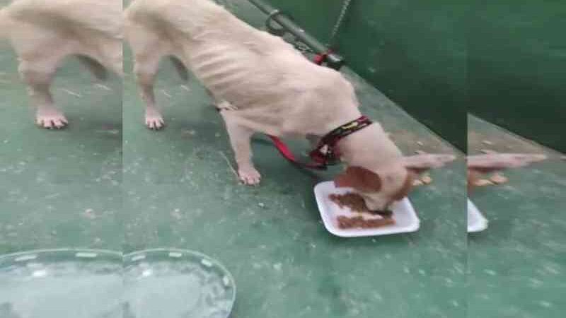 Vídeo: PCDF resgata cadela vítima de maus-tratos e encontra outro cão morto