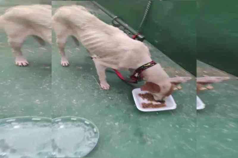 Vídeo: PCDF resgata cadela vítima de maus-tratos e encontra outro cão morto
