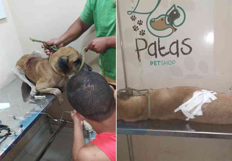 Piauí tem primeira prisão por maus-tratos animais; cão tomou 60 pontos