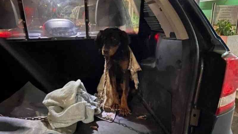 Vídeo: PMDF resgata cães em chácara no Guará 2 e pede ajuda da comunidade