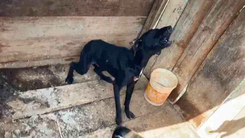 Uma pessoa é presa suspeita de manter cachorros acorrentados e sem comida, em Almirante Tamandaré, PR